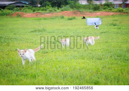 a small domesticated carnivorous mammal with soft fur, a short snout, and retractile claws. It is widely kept as a pet or for catching mice, and many breeds have been developed.