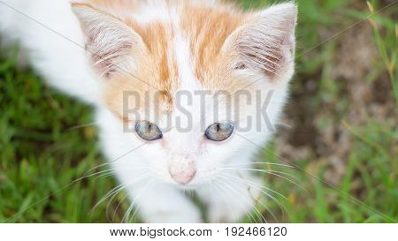 a small domesticated carnivorous mammal with soft fur, a short snout, and retractile claws. It is widely kept as a pet or for catching mice, and many breeds have been developed.