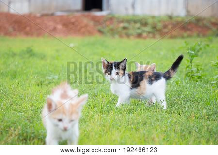 a small domesticated carnivorous mammal with soft fur, a short snout, and retractile claws. It is widely kept as a pet or for catching mice, and many breeds have been developed.