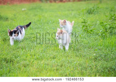 a small domesticated carnivorous mammal with soft fur, a short snout, and retractile claws. It is widely kept as a pet or for catching mice, and many breeds have been developed.