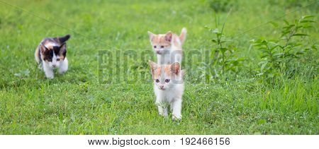 a small domesticated carnivorous mammal with soft fur, a short snout, and retractile claws. It is widely kept as a pet or for catching mice, and many breeds have been developed.