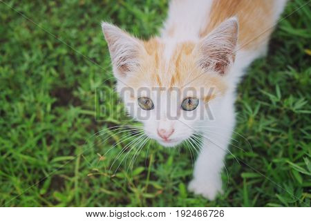a small domesticated carnivorous mammal with soft fur, a short snout, and retractile claws. It is widely kept as a pet or for catching mice, and many breeds have been developed.