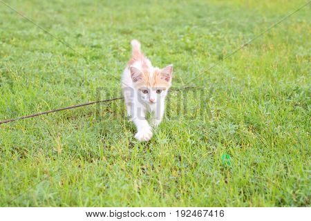 a small domesticated carnivorous mammal with soft fur, a short snout, and retractile claws. It is widely kept as a pet or for catching mice, and many breeds have been developed.