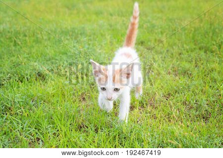 a small domesticated carnivorous mammal with soft fur, a short snout, and retractile claws. It is widely kept as a pet or for catching mice, and many breeds have been developed.