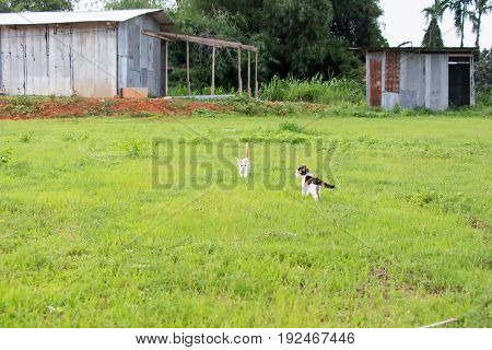 a small domesticated carnivorous mammal with soft fur, a short snout, and retractile claws. It is widely kept as a pet or for catching mice, and many breeds have been developed.