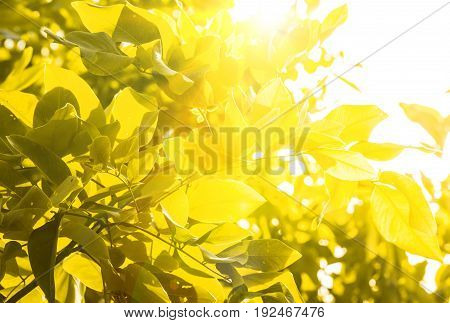yellow leaf and flare in summer season