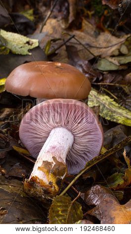 Lepista nuda eating an autumn spongemushroom shot in the Czech Republic, Europe