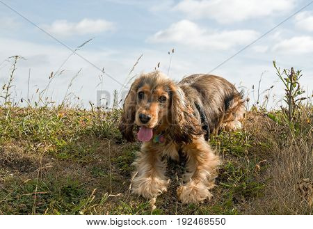 English Show Cocker Spaniel puppy resting and panting on grassy bank with sky behind