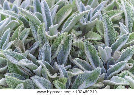 floral background, green ground cover of fluffy leaves of plants, Stachys woolly or Stahis