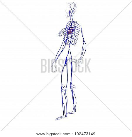 3d illustration of human body nerves anatomy .