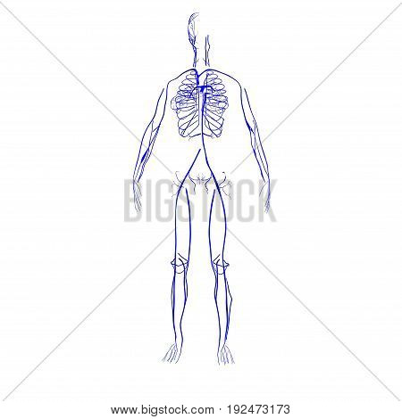3d illustration of human body nerves anatomy .