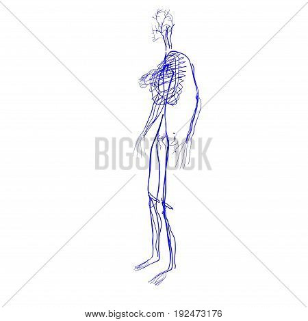 3d illustration of human body nerves anatomy .