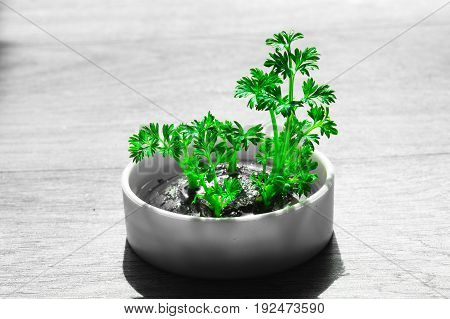 Young plant carrot sprouting of extract color green
