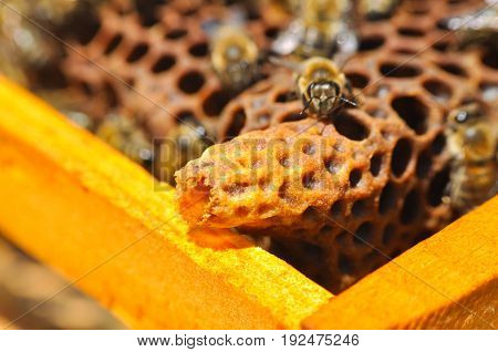 Waxen cottage for growing of chapter of bee family. Queen bee has born