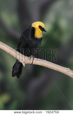 Sárga kapucnis Blackbird ül egy fa ága