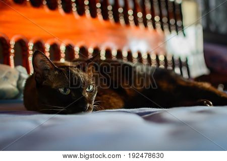 Close Up Animal Brown Cat Sleeping In Bed And Light Bokeh Background