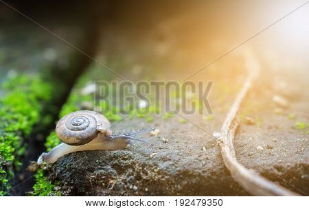 Garden small snail and light flare close up. Selective focus