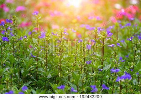 Flower (blue Hawaii)