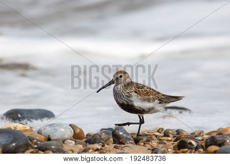 Dunlin (Calidris alpina) small coastal wading bird in the sandpiper family. Walking over beach pebbles on the shoreline. Natural white sea surf copy space.