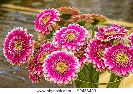 Bright Purplish Red Gerberas.