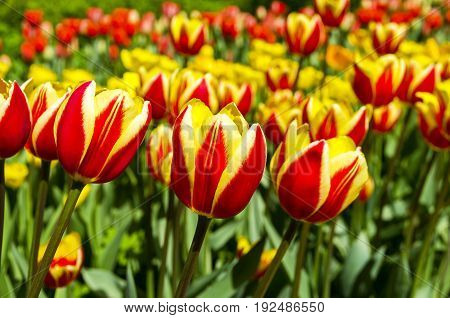 Red And Yellow Tulips.