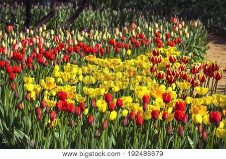 Red And Yellow Tulips.