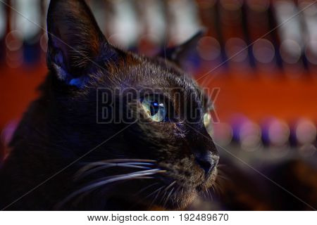 Close Up Animal Brown Cat Sleeping In Bed And Light Bokeh Background