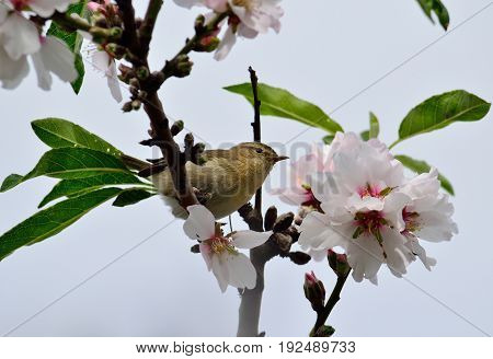 Small phylloscopus on almond tree in bloom