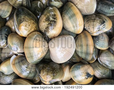 Fresh clams background, sea shells closeup, Krabi,Thailand