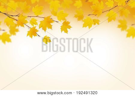 Autumn branches with yellow leaves on seasonal background