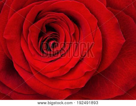 Closeup of red rose flower for festive background. Top view.