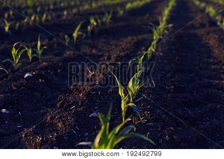 Farming gardening agriculture and harvesting concept. Green agricultural plants growing in neat rows in rich black soil. The growth of crops during spring season on farmland. Selective focus