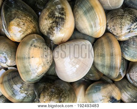Fresh clams background, seashells close up, Krabi,Thailand