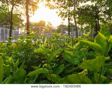 Garden in the morning, Sunset in the park