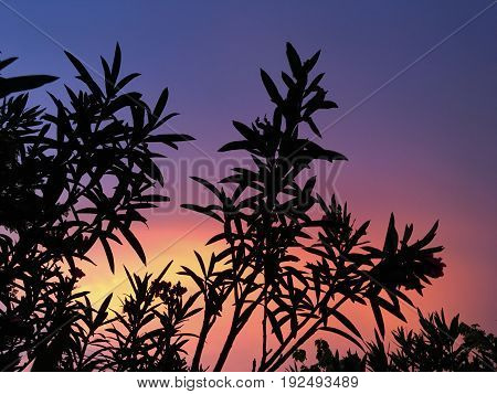 Silhouette sunset and colorful of trees in twilight