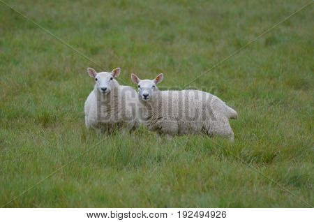 Two Adorable White Sheep In A Field