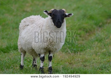 Cute Sheep in Grassy field in Ireland