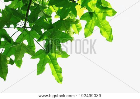The Green leaves isolated on white background