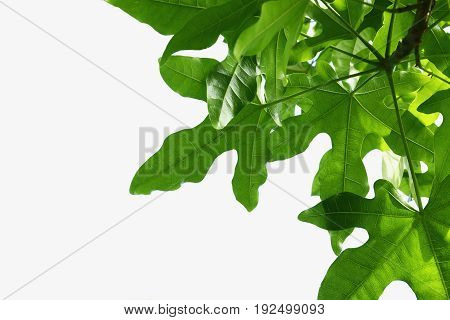 The Green leaves isolated on white background
