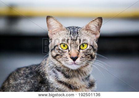 a beautiful eyes of pet,cat a looking