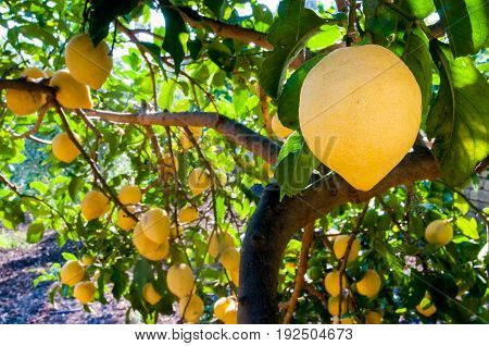 Lemons On Tree
