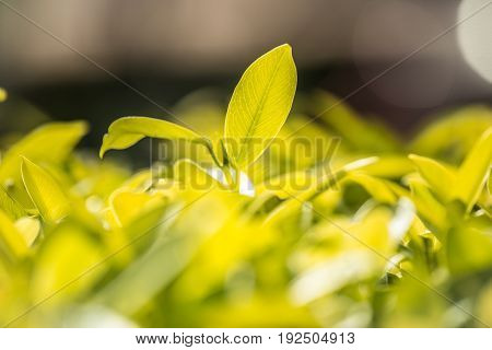 Yellow of leave with sunlight in the morning