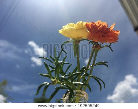 Silhouette. Flower in glass botter, sun plant flower blossom in garden with lens flare.