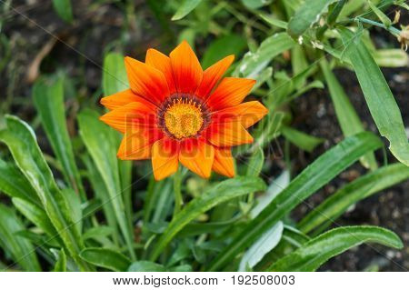 Garzania Flower In Bloom In The Garden In Spring