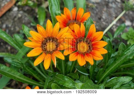 Garzania Flower In Bloom In The Garden In Spring