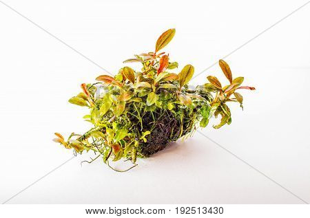 bucephalandra aquatic plant aquarium on white background