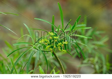 Isolated branch of euphorbia in full bloom