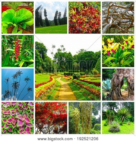 Royal Botanical garden Peradeniya at Sri Lanka. Collage