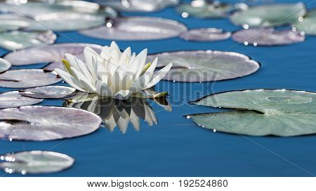 White Lotus Flower On Mirror Blue Pond Surface