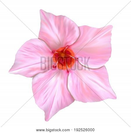 Illustration of light pink mandevilla flower isolated on white background in the style of oil painting